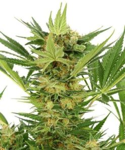 AK-47 Feminised Seeds