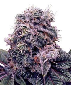 Blackberry Kush Feminized Seeds