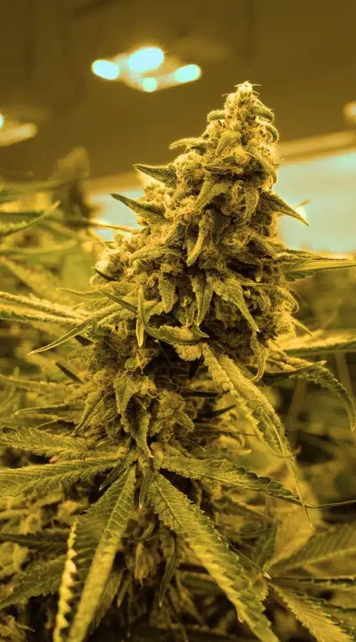 colorado weed supply